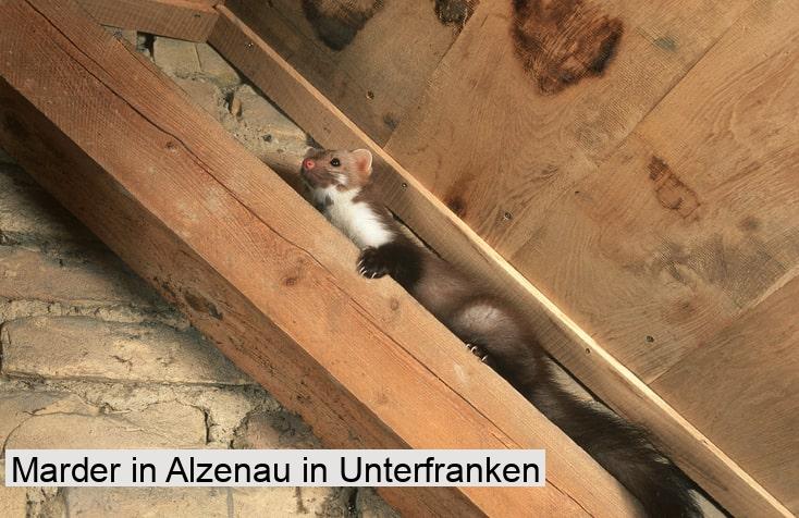 Marder in Alzenau in Unterfranken